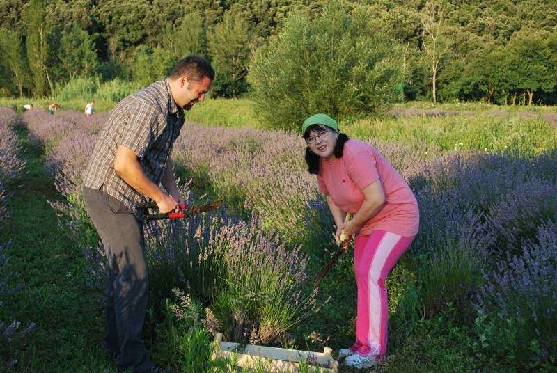 Berba Lavande - UMJETNOST DOBROBITI - 