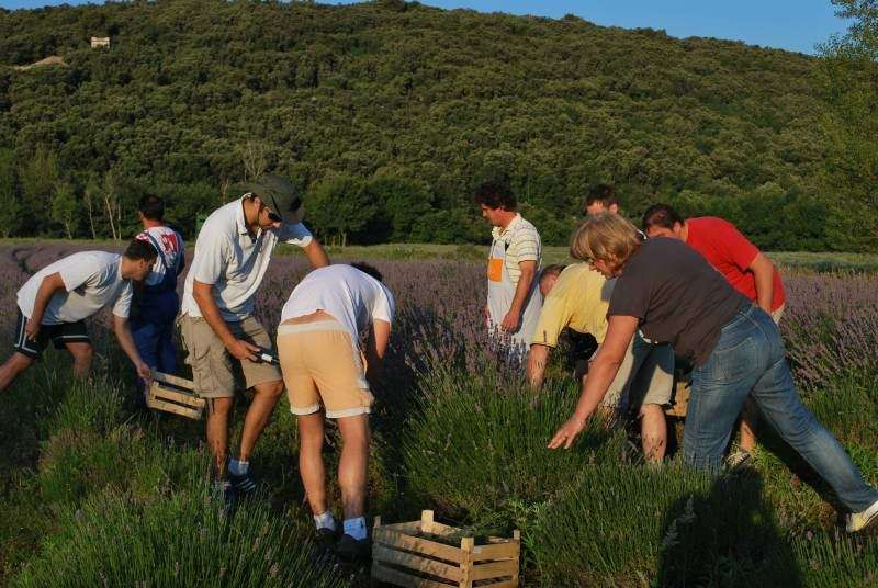 Berba Lavande - UMJETNOST DOBROBITI - 