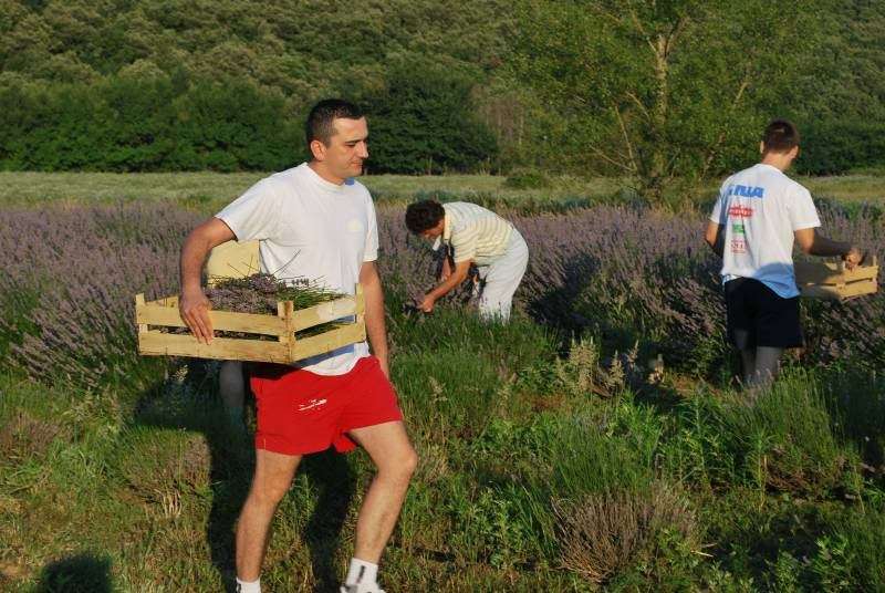 Berba Lavande - UMJETNOST DOBROBITI - 