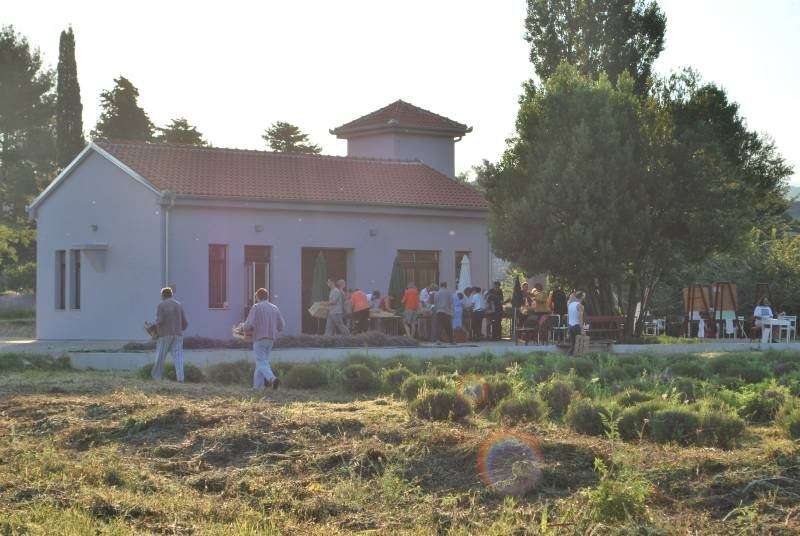 Berba Lavande - UMJETNOST DOBROBITI - 