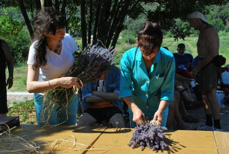 Berba Lavande - UMJETNOST DOBROBITI - 