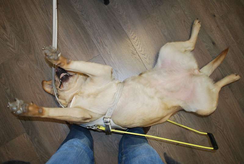 Mak, Xanta i Hachi....malo osvježenja u ovom hladnom dobu godine kad je samo zaljubljenima toplo oko srca - 