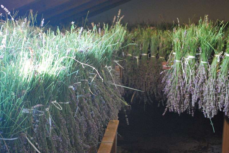 Berba Lavande - Lavanda alive 2012. - 