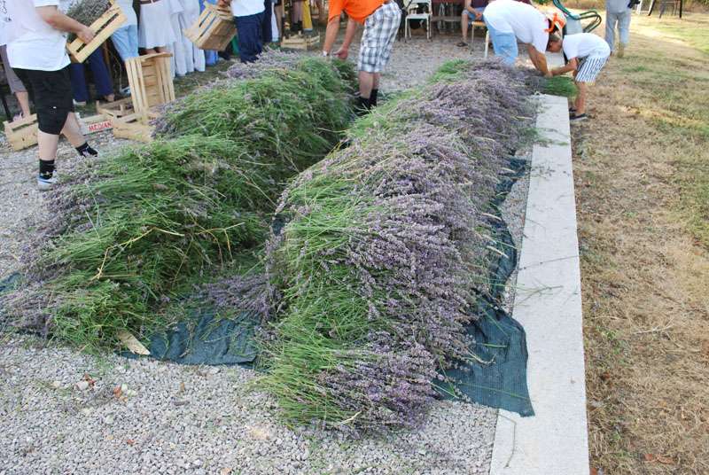 Berba Lavande - Lavanda alive 2012. - 
