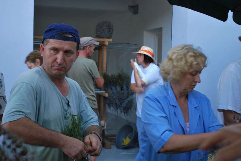 Berba Lavande - Lavanda alive 2012. - 