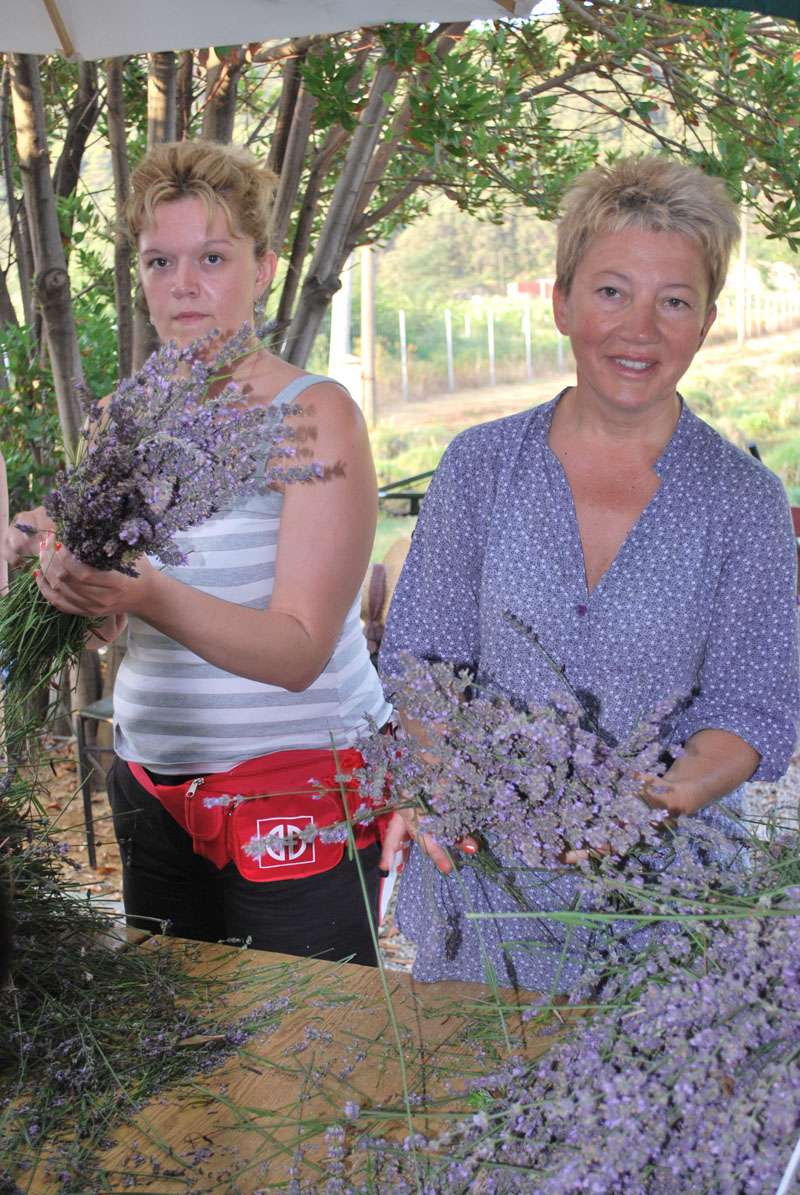 Berba Lavande - Lavanda alive 2012. - 