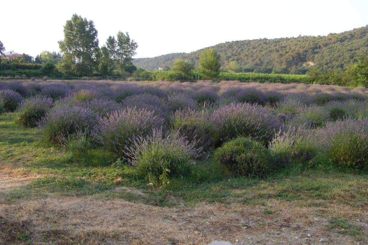 Berba Lavande - Lavanda alive 2012. - 
