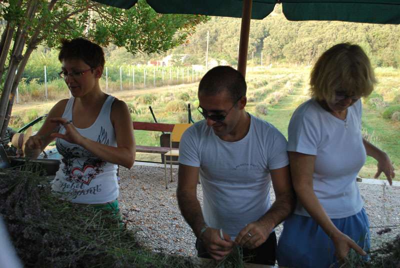 Berba Lavande - Lavanda alive 2012. - 