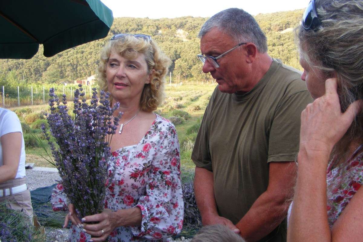Berba Lavande - Lavanda alive 2012. - 
