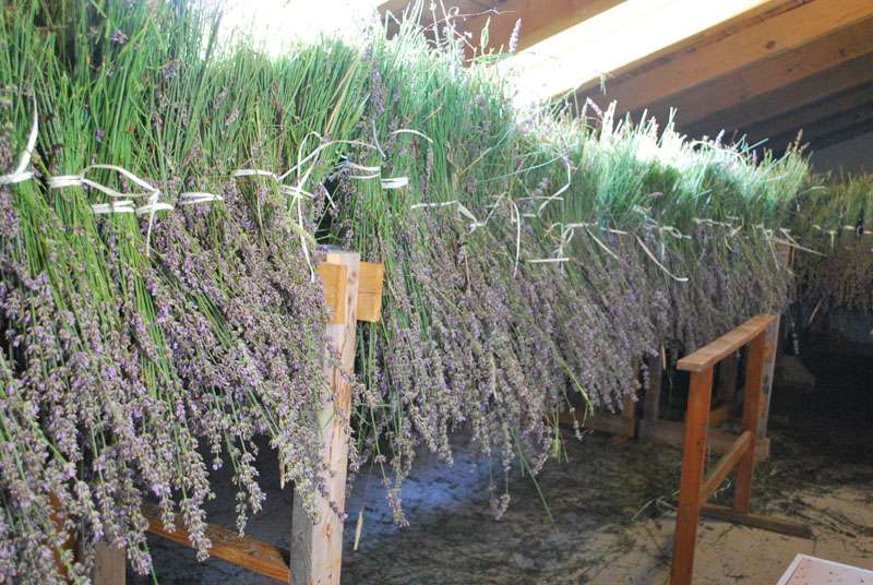 Berba Lavande - Lavanda alive 2012. - 
