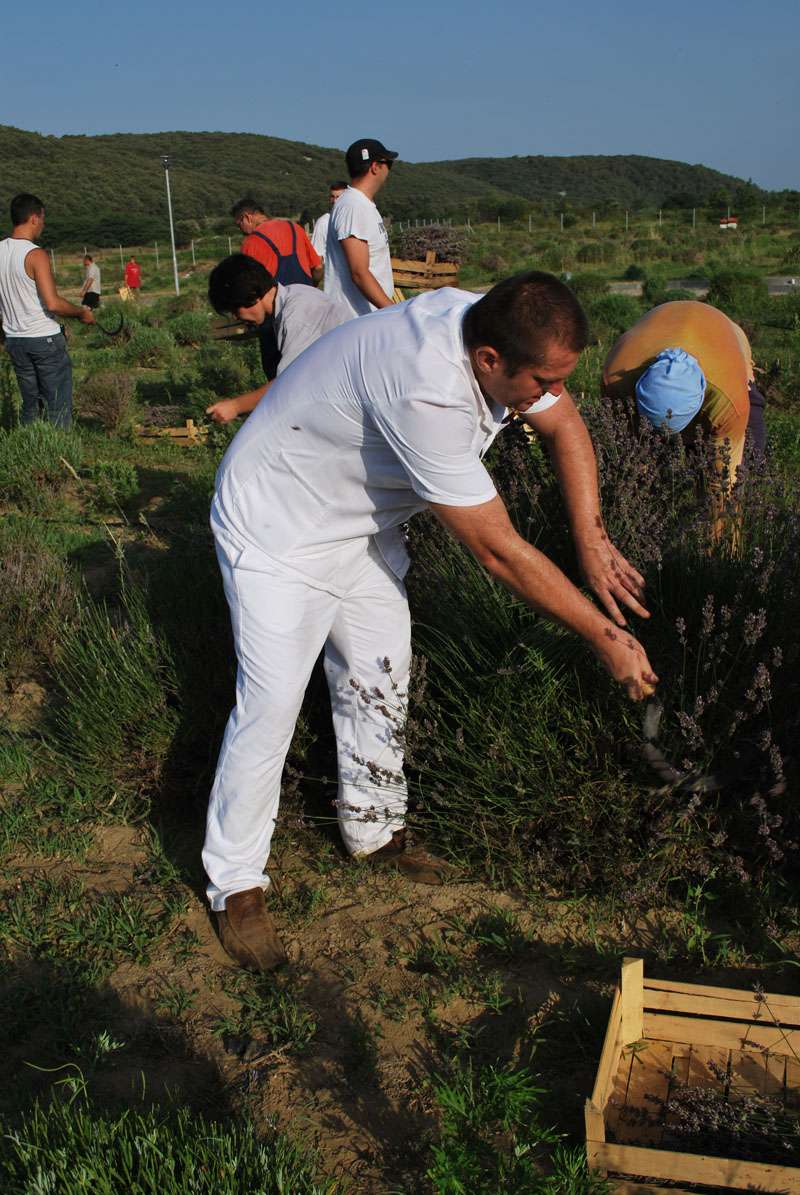 Berba Lavande - Lavanda alive 2012. - 