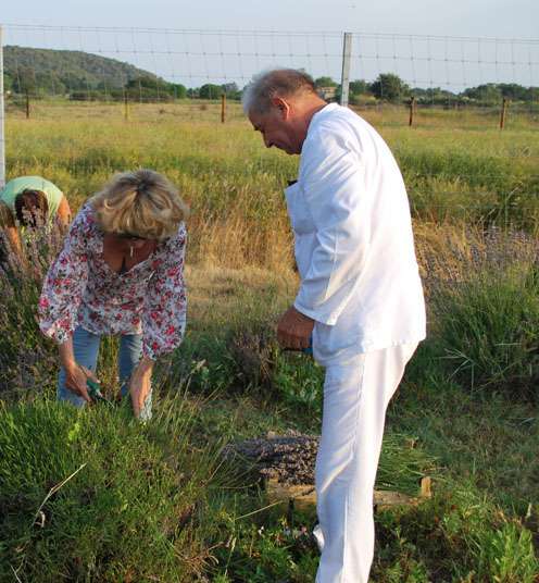 Berba Lavande - Lavanda alive 2012. - 