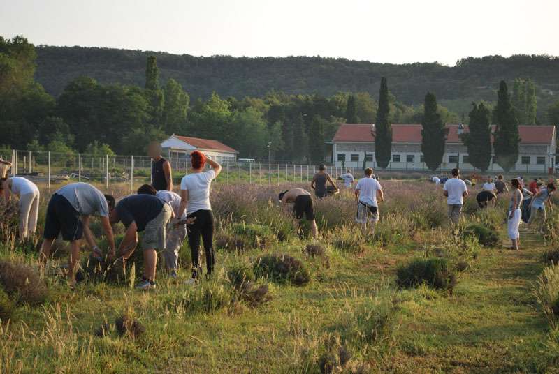 Berba Lavande - Lavanda alive 2012. - 