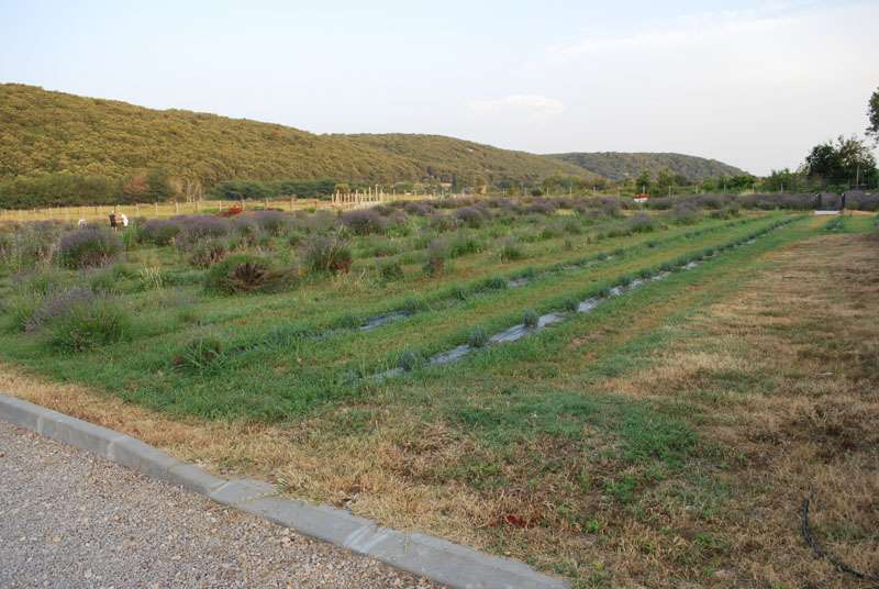 Berba Lavande - Lavanda alive 2012. - 
