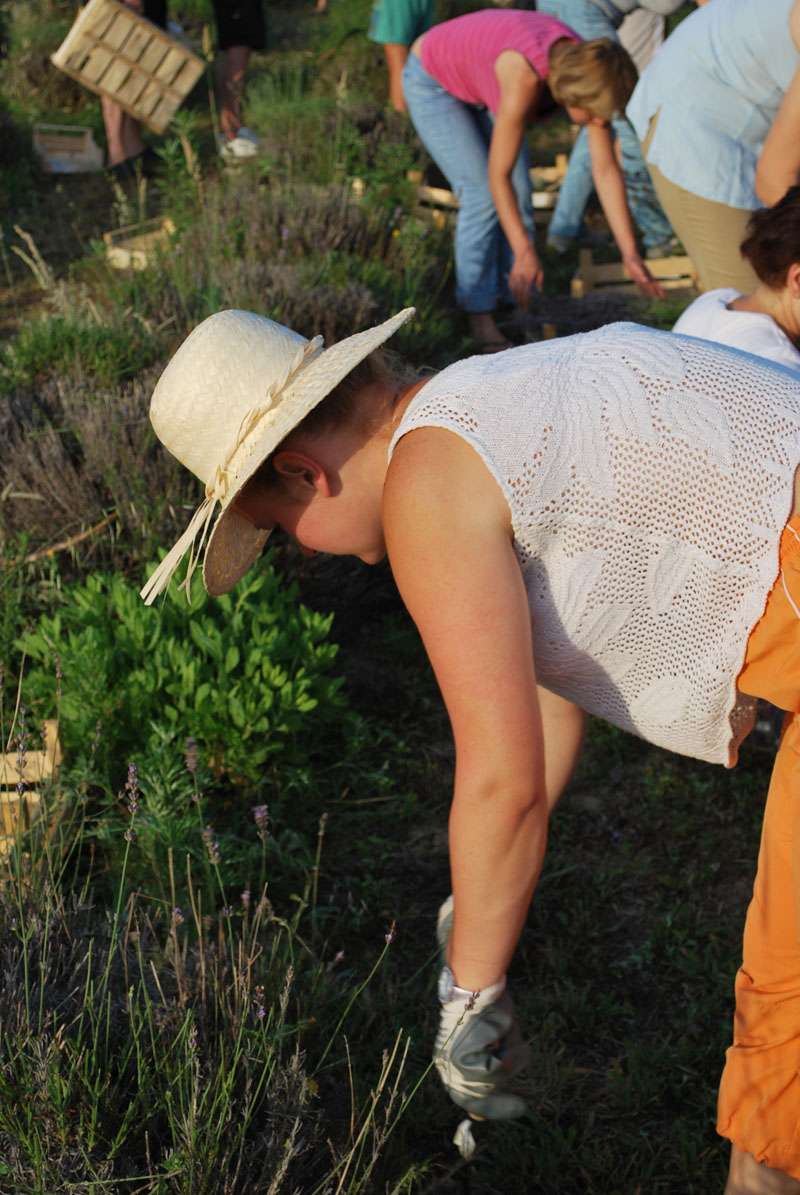 Berba Lavande - Lavanda alive 2012. - 