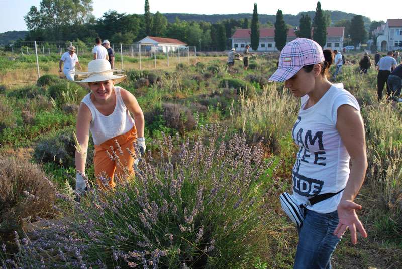 Berba Lavande - Lavanda alive 2012. - 