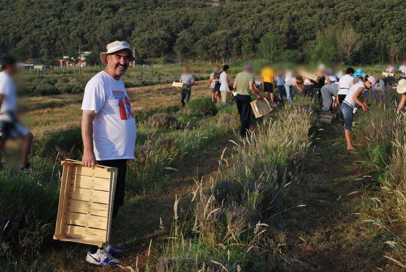 Berba Lavande - Lavanda alive 2012. - 