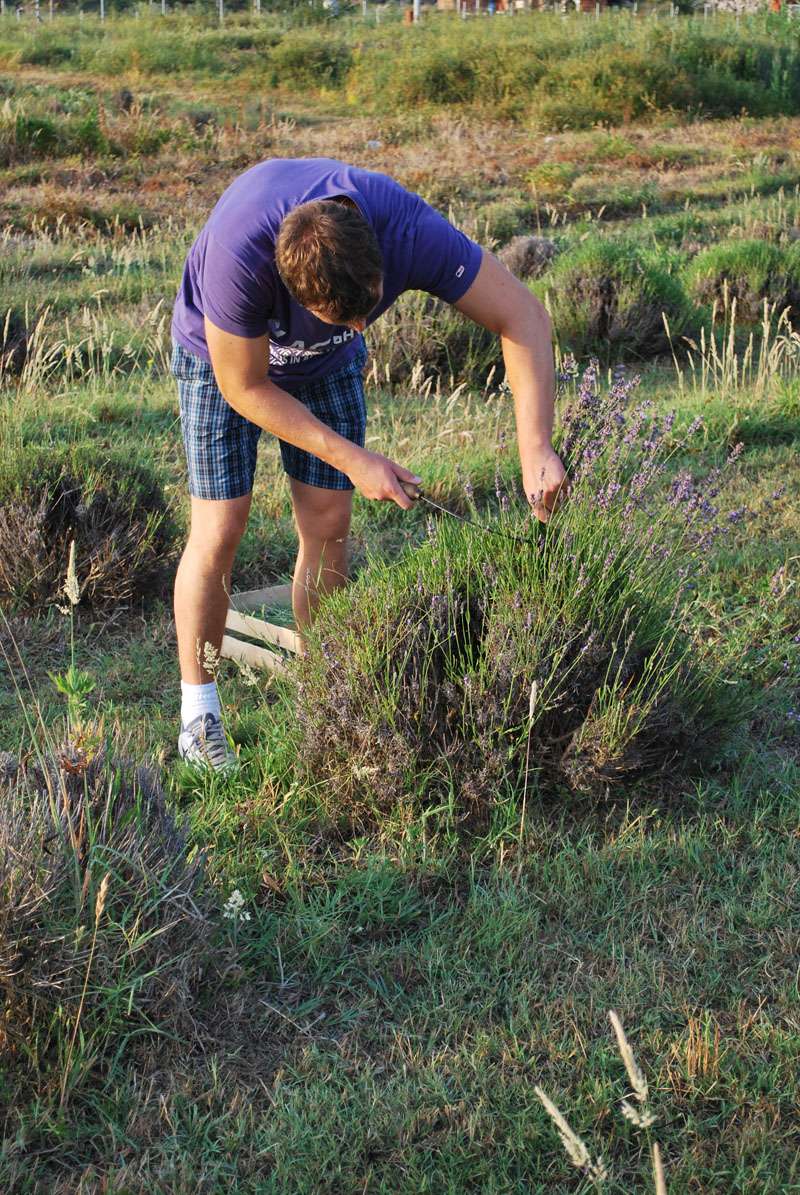 Berba Lavande - Lavanda alive 2012. - 