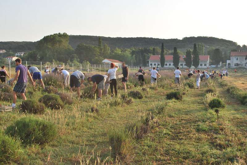 Berba Lavande - Lavanda alive 2012. - 
