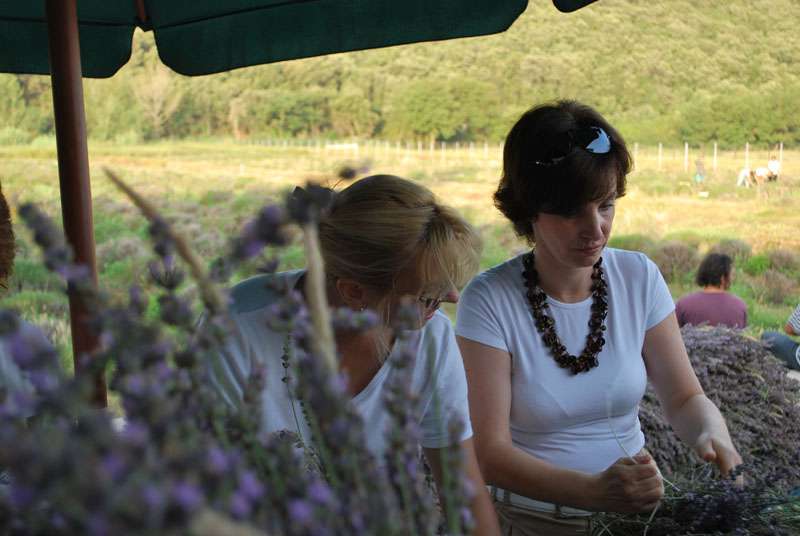 Berba Lavande - Lavanda alive 2012. - 