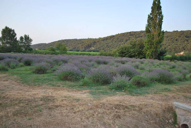 Berba Lavande - Lavanda alive 2012. - 