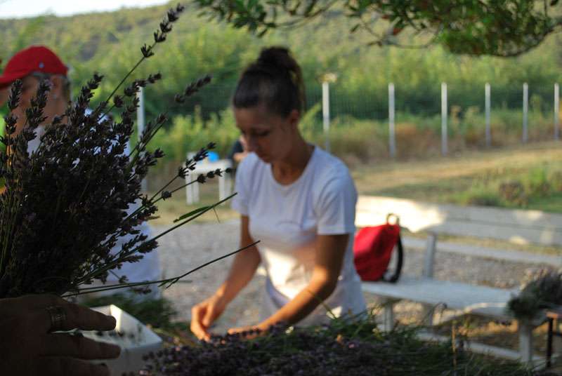Berba Lavande - Lavanda alive 2012. - 