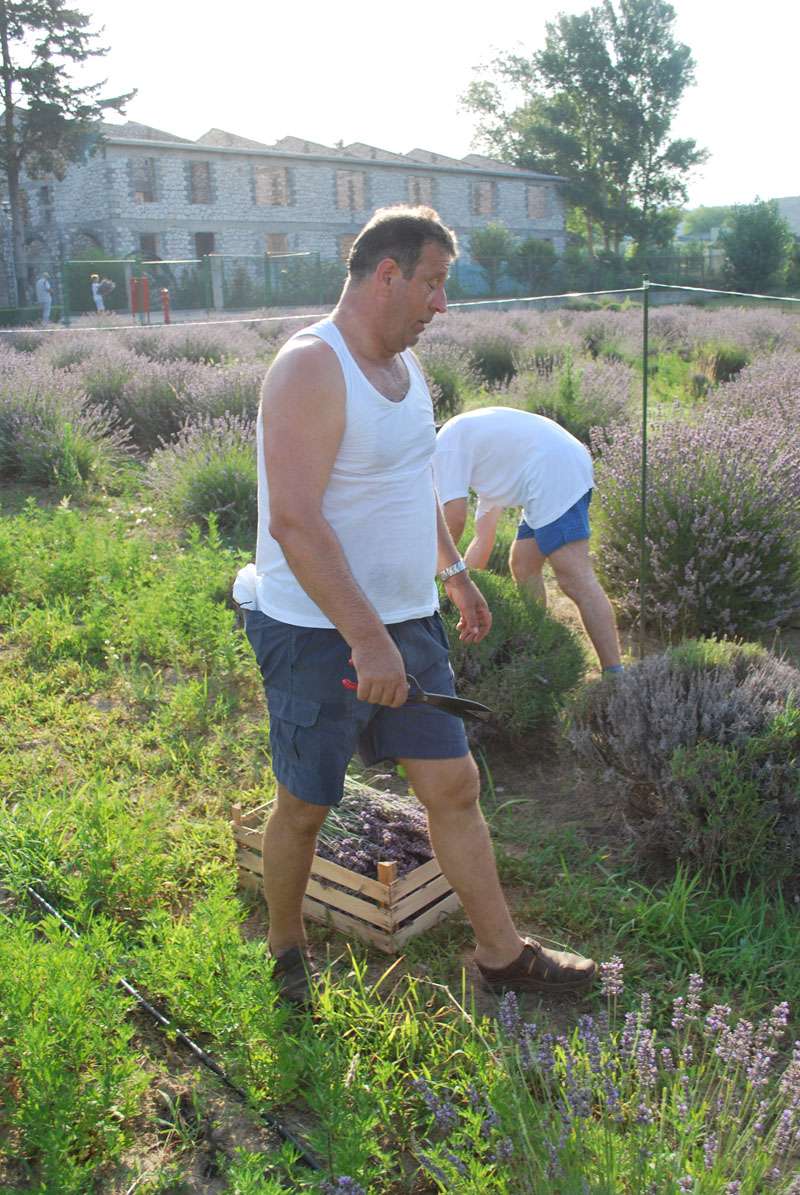 Berba Lavande - Lavanda alive 2012. - 