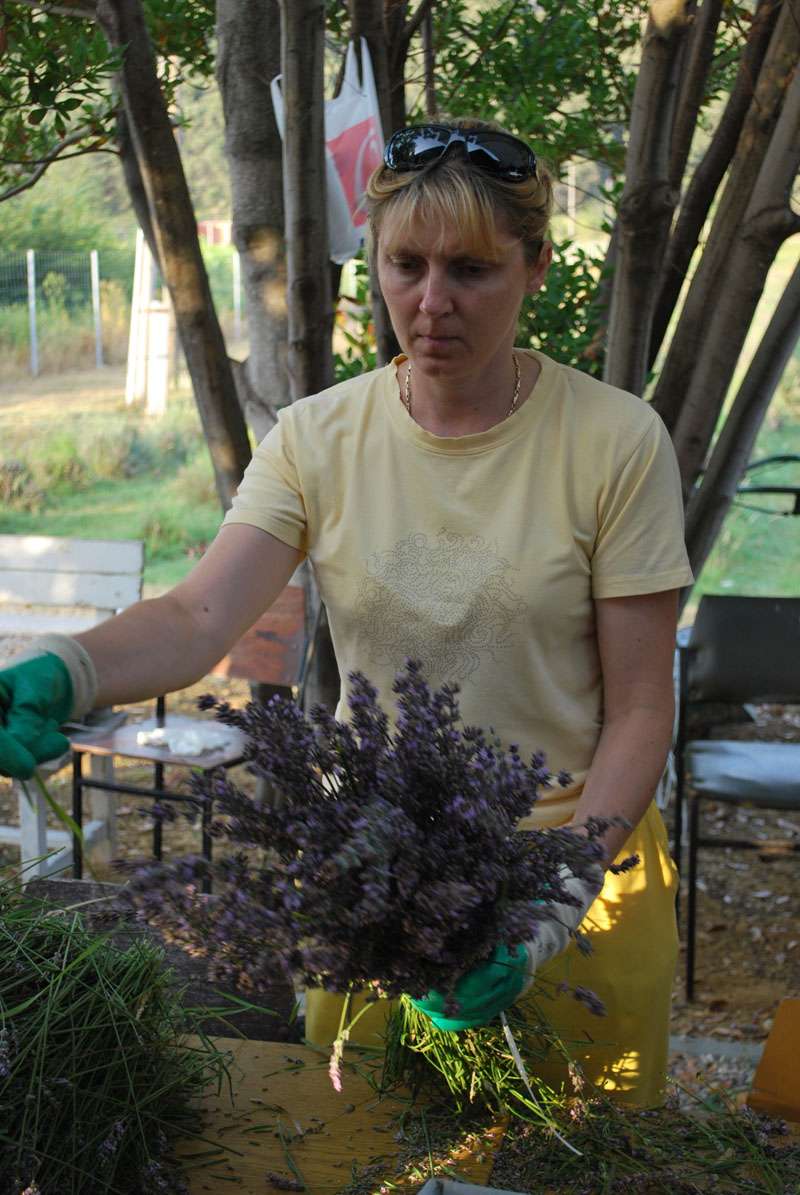 Berba Lavande - Lavanda alive 2012. - 