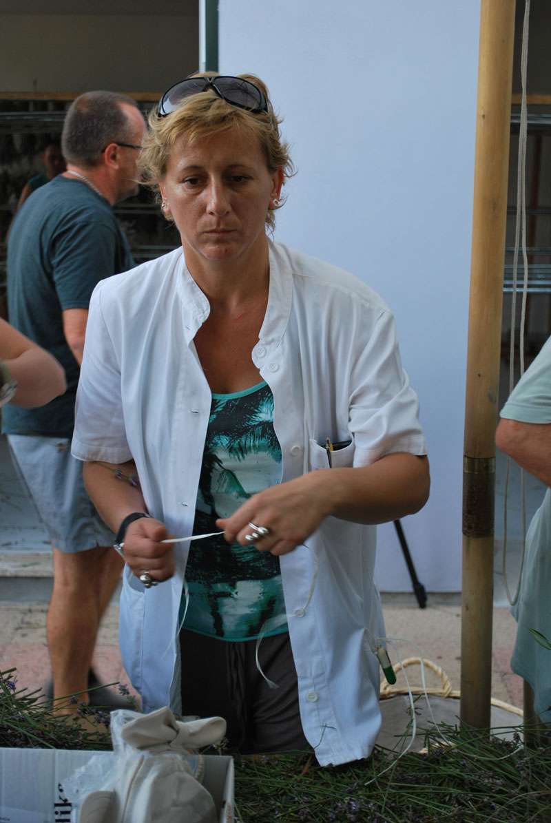 Berba Lavande - Lavanda alive 2012. - 