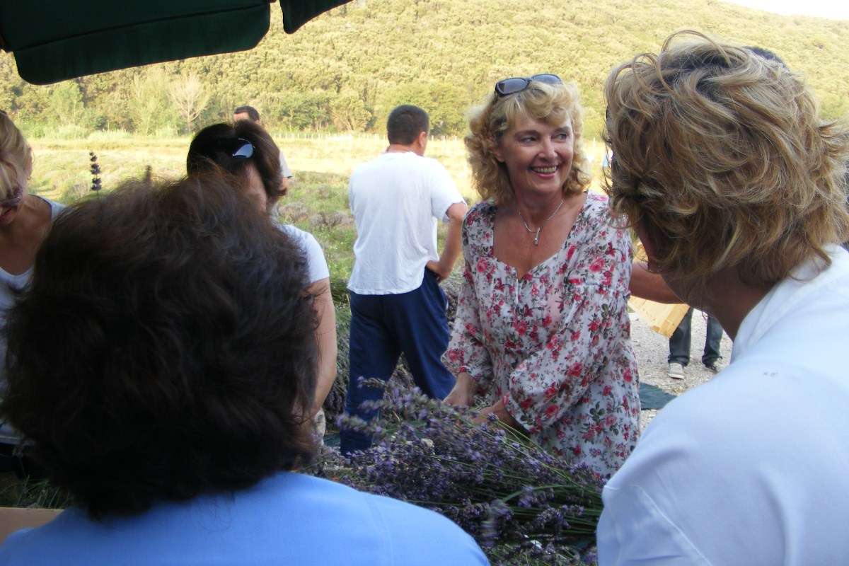 Berba Lavande - Lavanda alive 2012. - 