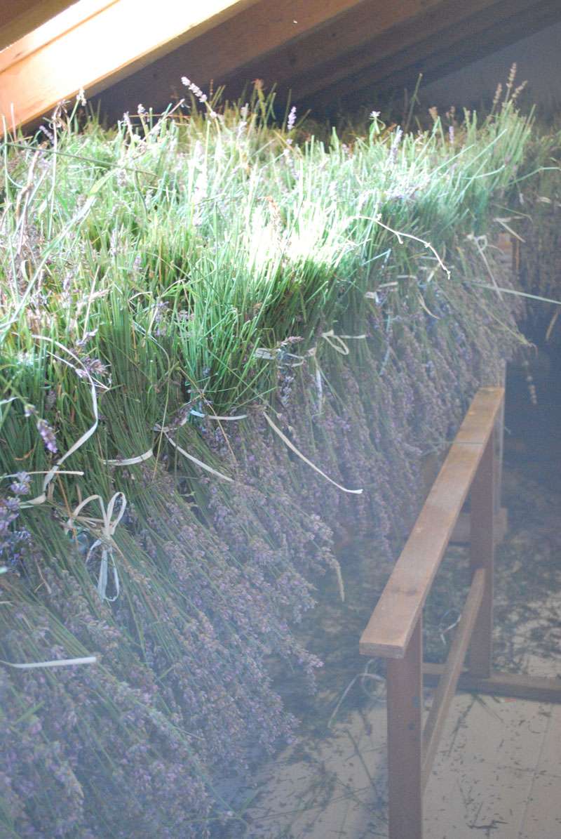 Berba Lavande - Lavanda alive 2012. - 