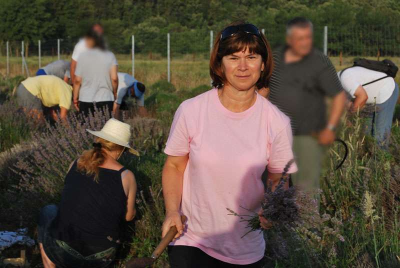 Berba Lavande - Lavanda alive 2012. - 