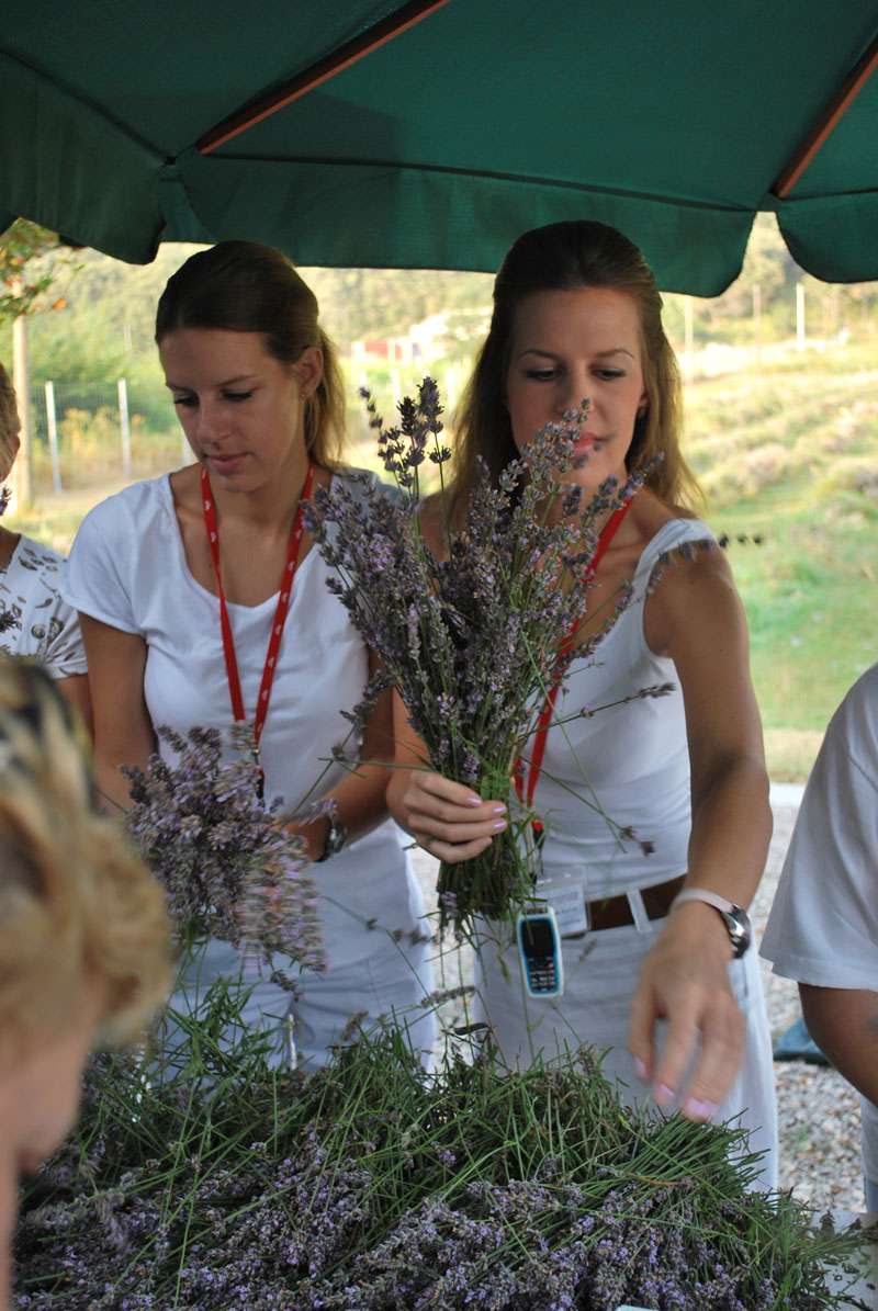 Berba Lavande - Lavanda alive 2012. - 