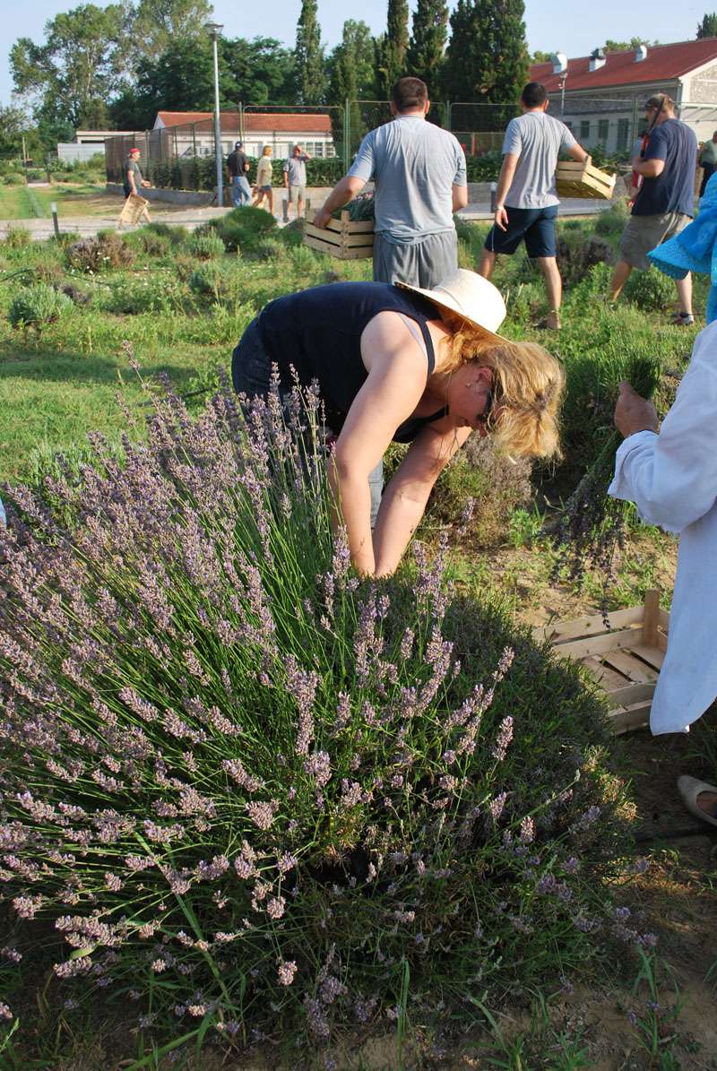 Berba Lavande - Lavanda alive 2012. - 