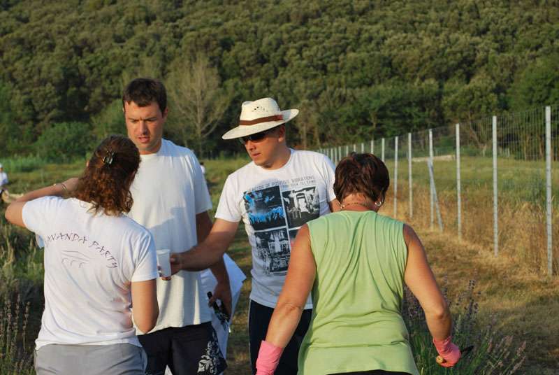 Berba Lavande - Lavanda alive 2012. - 
