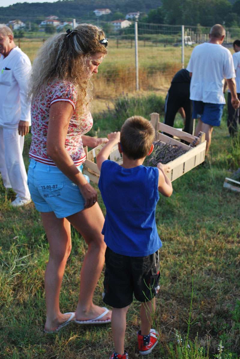 Berba Lavande - Lavanda alive 2012. - 