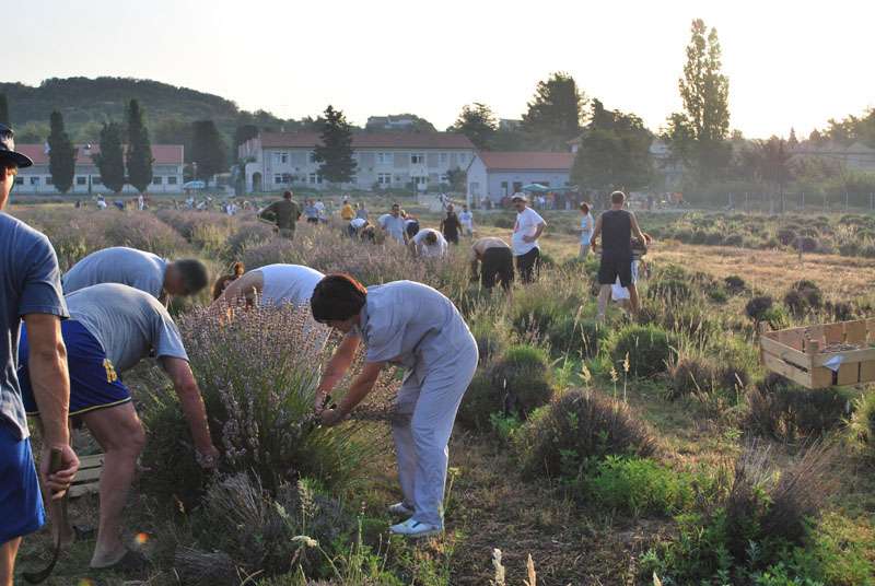 Berba Lavande - Lavanda alive 2012. - 