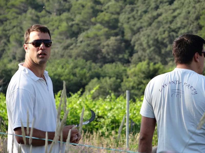 Berba lavande - 