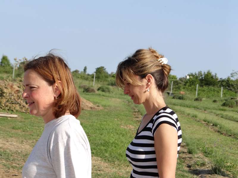 Berba lavande - 