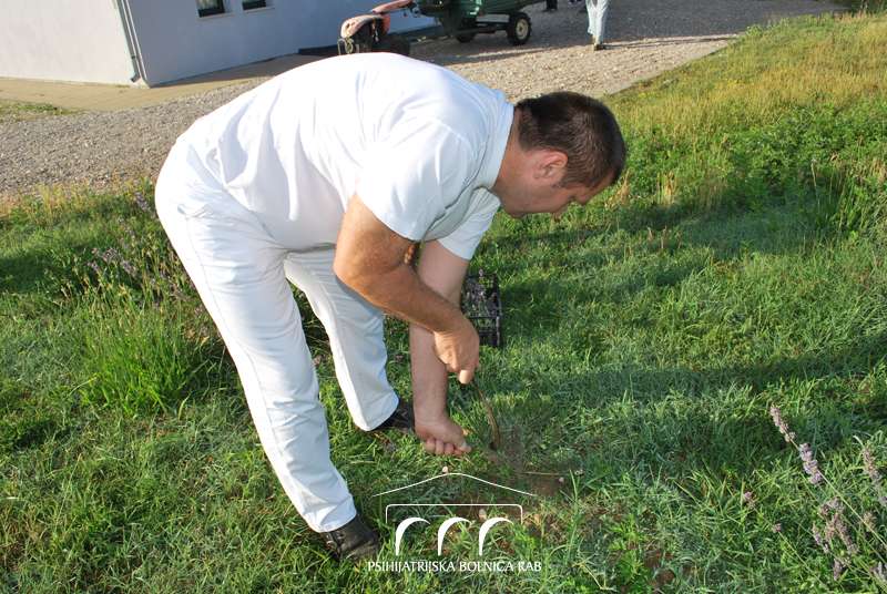 Berba lavande u PB Rab - 