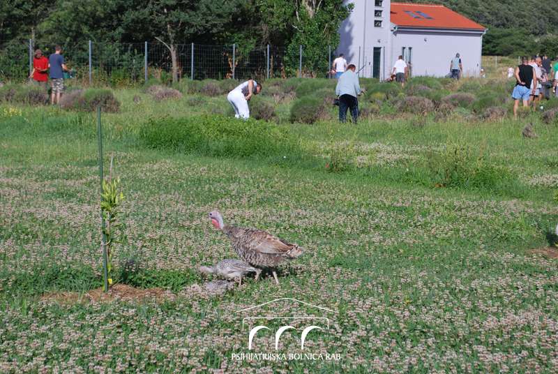 Berba lavande u PB Rab - 