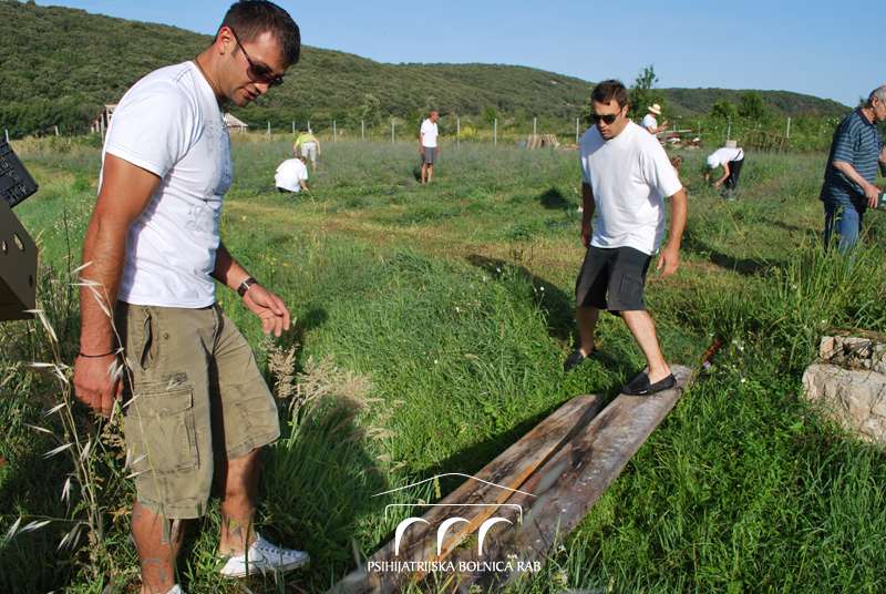 Berba lavande u PB Rab - 