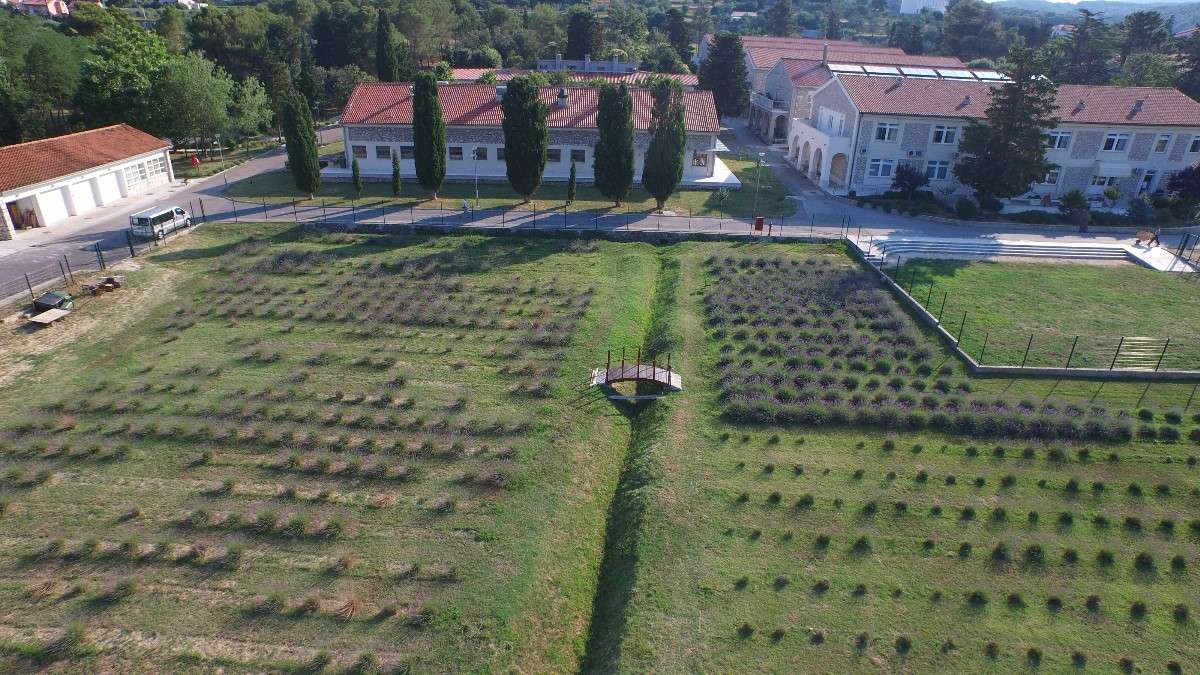 BERBA LAVANDE “Umjetnost dobrobiti” - 
