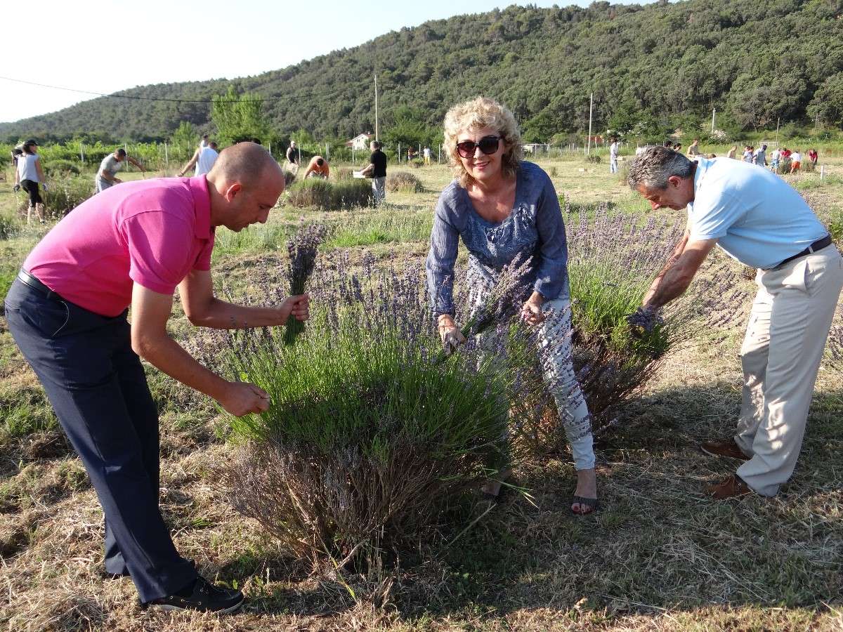 BERBA LAVANDE “Umjetnost dobrobiti” - 