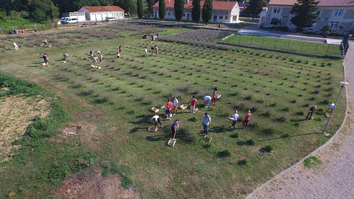 BERBA LAVANDE “Umjetnost dobrobiti” - 