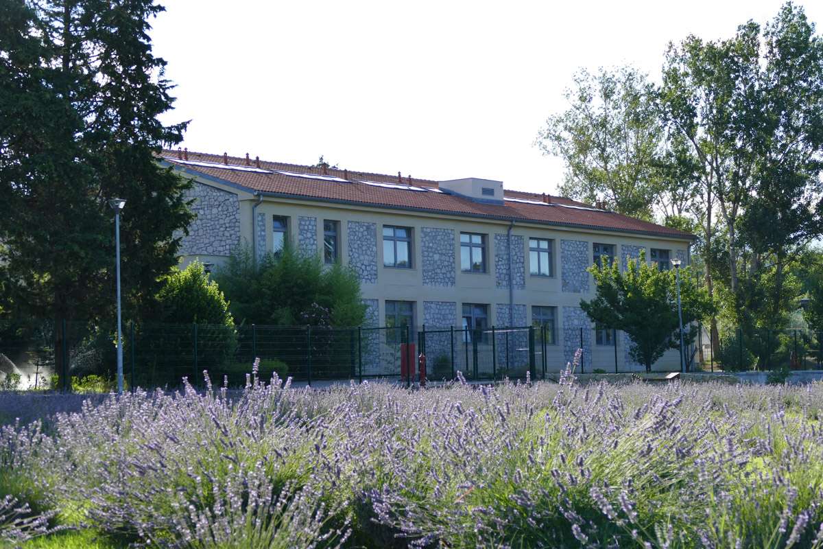 Berba Lavande 2018 - 