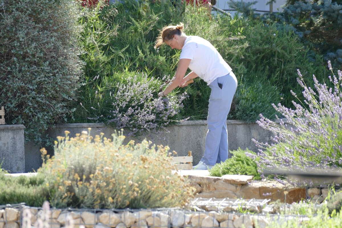Berba Lavande 2018 - 