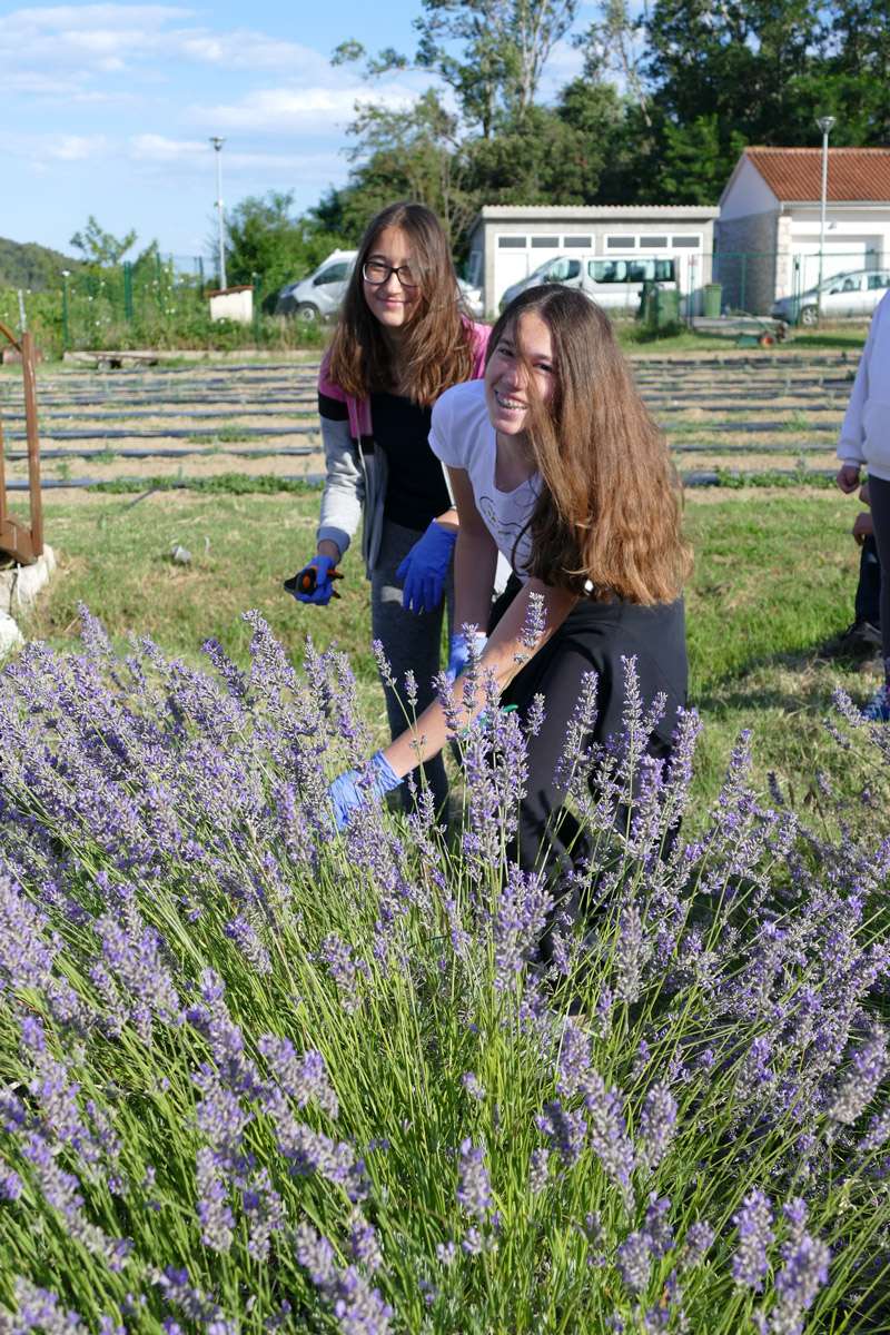 Berba Lavande 2018 - 