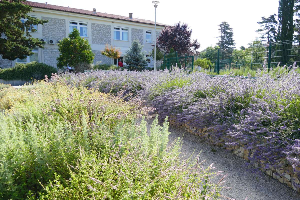 Berba Lavande 2018 - 