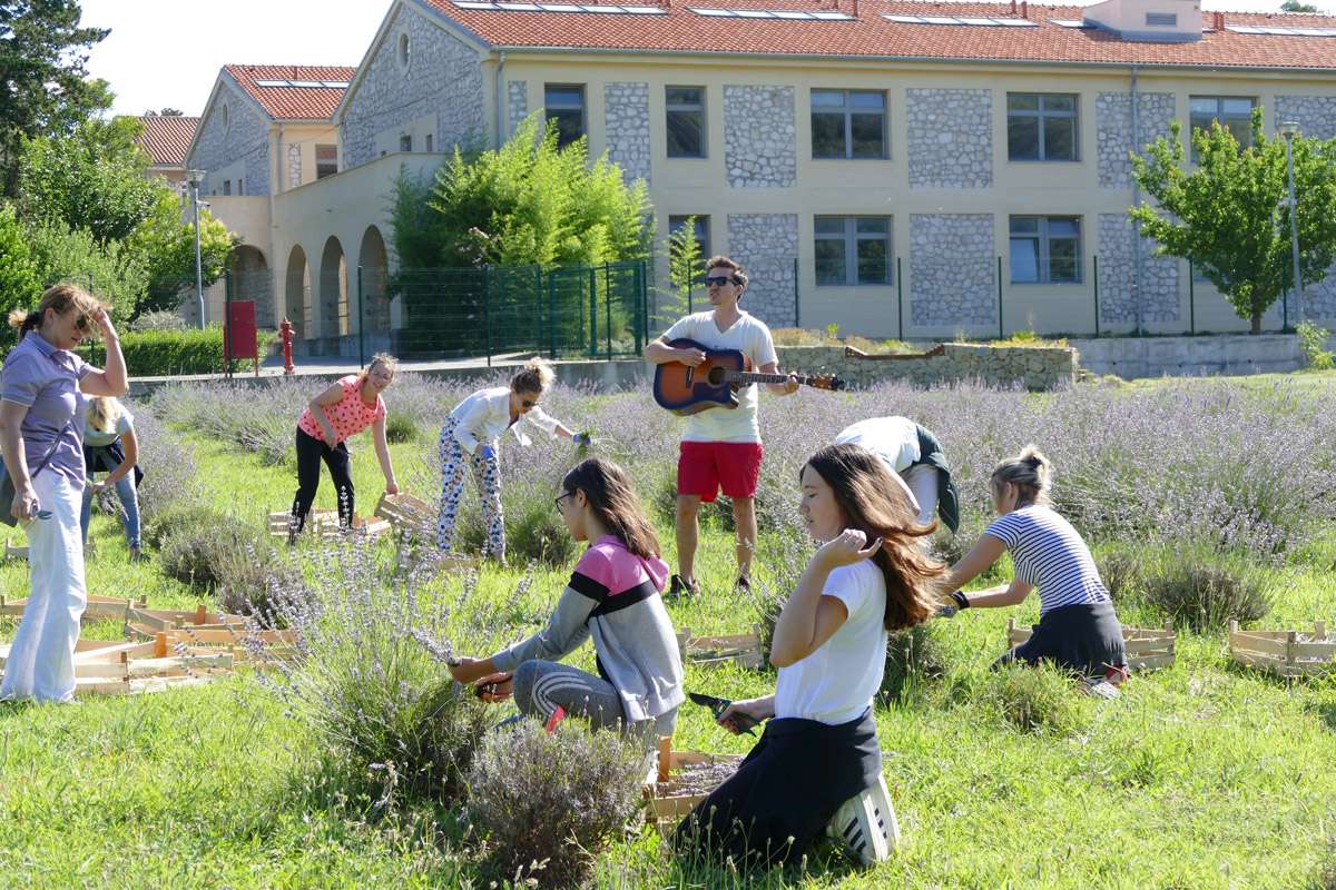 Berba Lavande 2018 - 